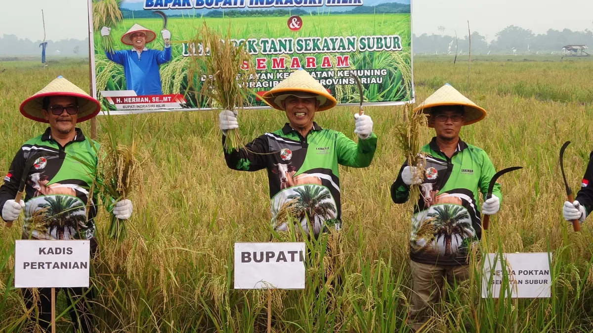 Panen Perdana Padi Semaram, Bupati Harap Kualitas Hasil Pertanian Terjaga dan Pasarnya Makin Meluas